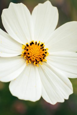 Narin beyaz bahçe kozmosu (kozmos bipinnatus) sonbaharın başlarında açan çiçek