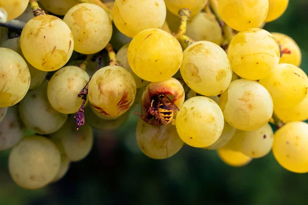 Близко Осе Поедающей Белый Виноград — стоковое фото