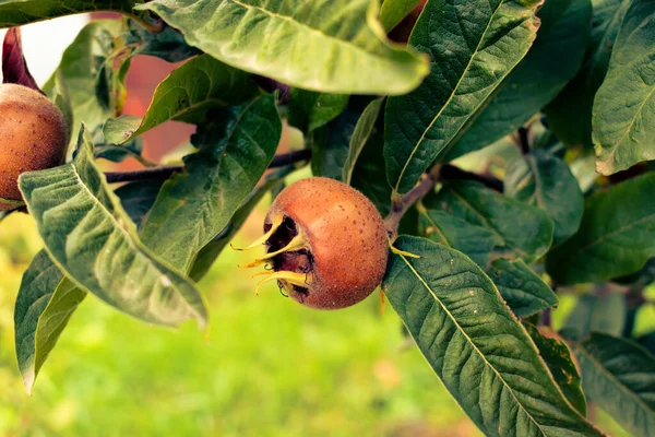 Bahçede yetişen yaygın medlar veya mespilus germanica, sağlıklı, sonbahar konsepti, kopyalama alanı ile organik konsept