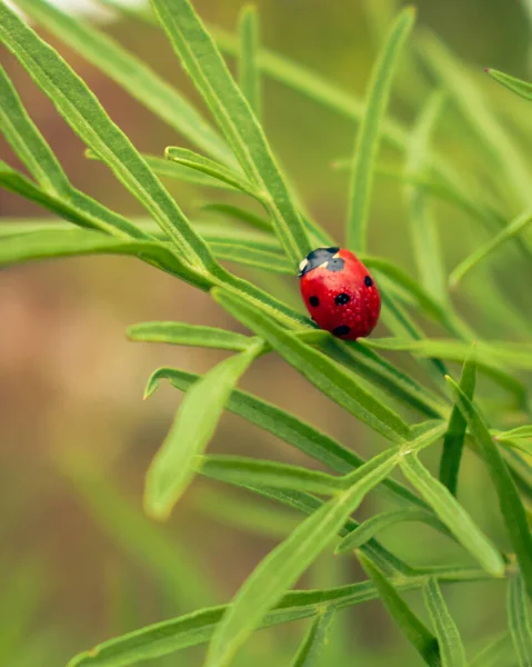 stock image Close up of small ladybug wet with morning dew sitting on brigt green leaves