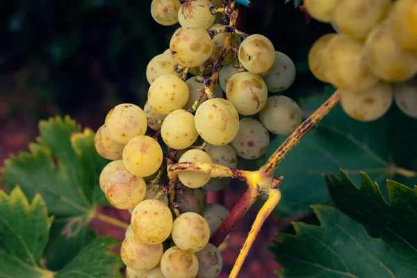 Zbliżenie Organicznie Uprawianych Białych Winogron Wisi Winorośli Słodkie Dojrzałe Winogrona — Zdjęcie stockowe