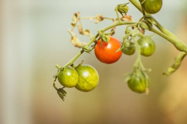 Endüstriyel olmayan bir serada organik olarak yetişmiş güzel kırmızı olgun ve yeşil olgunlaşmamış kiraz domatesleri.