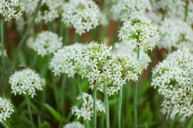 Lezzetli çiçek açan sarımsak soğanları, yenilebilir bitki, organik konsept.