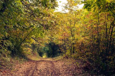 Bulutlu bir günde sonbahar ormanı, ormana giden patika, doğa kavramı.