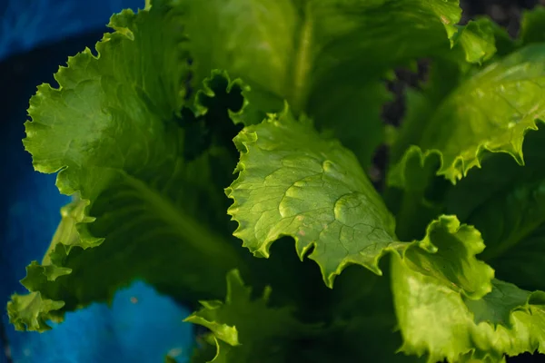 Organically Grown Beautiful Deep Green Iceberg Lettuce Vegan Concept — Stock Photo, Image