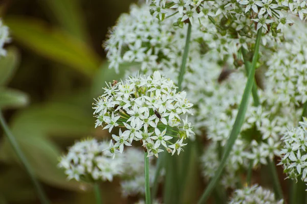 Вкусный Цветущий Белый Чесночный Лук Съедобная Трава Органическая Концепция — стоковое фото