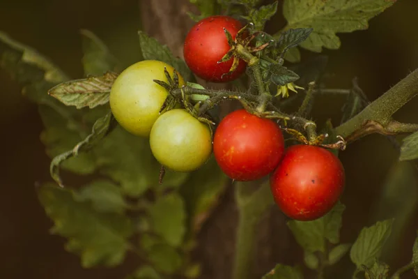 Ekologiskt Odlade Vackra Röda Mogna Och Gröna Omogna Körsbärstomater Ett — Stockfoto