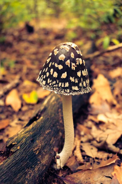 Großaufnahme Von Elsterpilz Den Ungarischen Wäldern Nicht Essbarer Pilz — Stockfoto