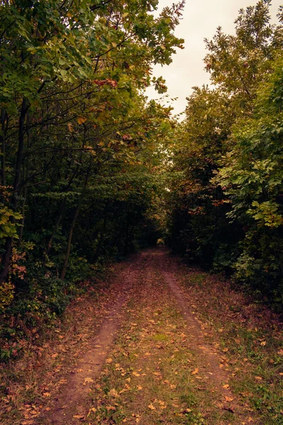 Stock image Fall woodland on a cloudy day, footpath leading into the forest, nature concept