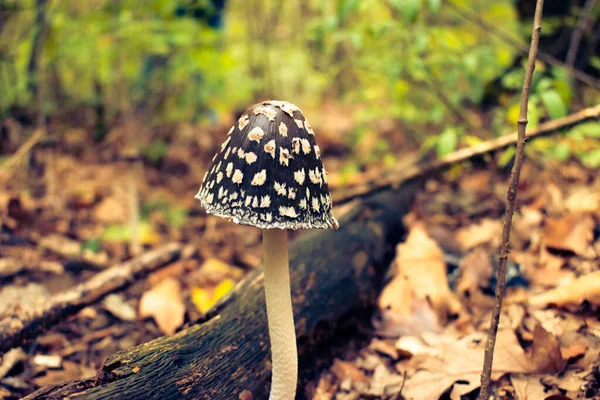 수없는 버섯인 곰팡이의 — 스톡 사진