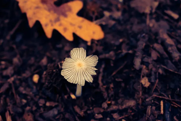 在饥饿的森林里密闭着真菌 上面覆盖着落叶 秋天长着蘑菇 有复制的空间 — 图库照片