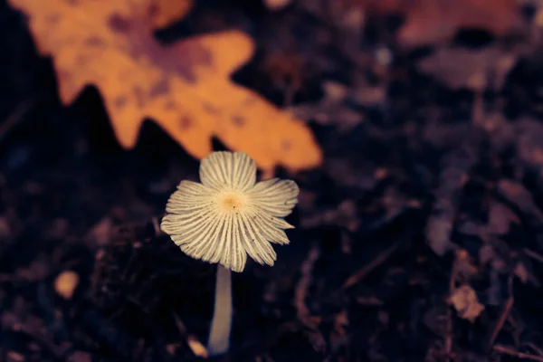 在饥饿的森林里密闭着真菌 上面覆盖着落叶 秋天长着蘑菇 有复制的空间 — 图库照片