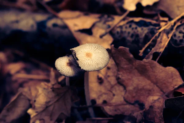 목가적 곰팡이의 낙엽으로 버섯은 공간으로 가을에 자라고 있습니다 — 스톡 사진