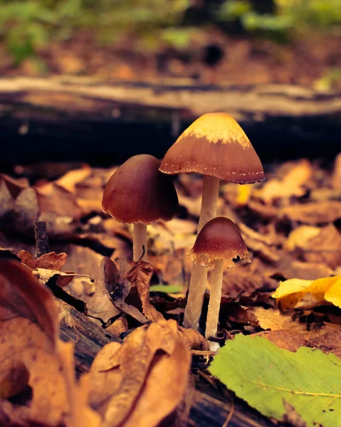 Nahaufnahme Von Pilz Den Ungarischen Wäldern Bedeckt Mit Abgefallenen Blättern — Stockfoto