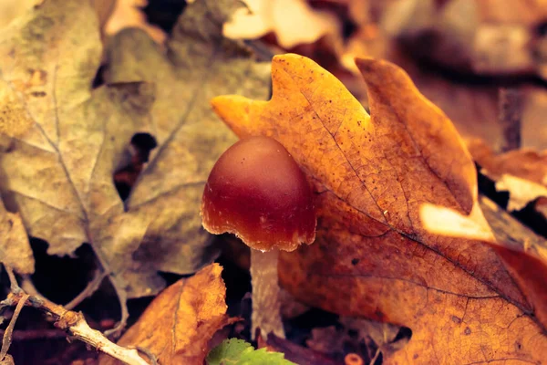 Zbliżenie Grzyba Lasach Węgierskich Pokryte Opadłymi Liśćmi Jesienią Rosnący Grzyb — Zdjęcie stockowe