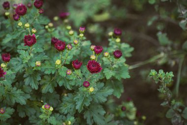 Çiçek arka planı, çiçek açan koyu kırmızı kasımpatı çiçekleri, botanik kavramı.