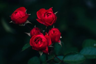 Sonbaharda açan romantik kırmızı güller, çiçek konsepti, fotokopi alanı olan doğa duvar kağıdı.
