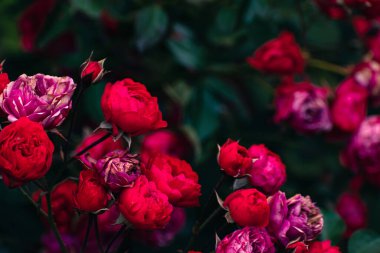 Sonbaharda açan romantik kırmızı güller, çiçek konsepti, fotokopi alanı olan doğa duvar kağıdı.