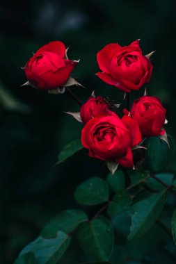 Sonbaharda açan romantik kırmızı güller, çiçek konsepti, fotokopi alanı olan doğa duvar kağıdı.