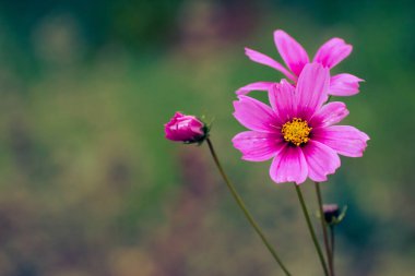 Narin pembe bahçe kozmosu (kozmos bipinnatus) sonbaharın başlarında açan çiçek, fotokopi alanı ile çiçekli arka plan