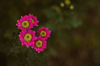 Çiçek arkaplan, çiçek açan pembe kasımpatı çiçekleri, fotokopi alanlı çiçek kavramı.