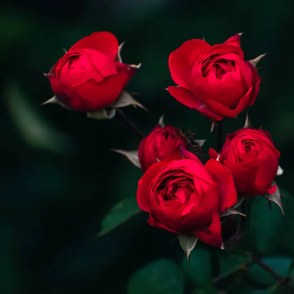 Sonbaharda açan romantik kırmızı güller, çiçek konsepti, fotokopi alanı olan doğa duvar kağıdı.