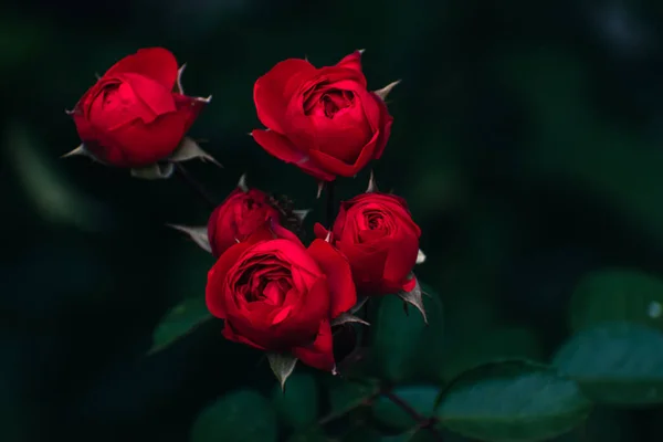 Sonbaharda açan romantik kırmızı güller, çiçek konsepti, fotokopi alanı olan doğa duvar kağıdı.