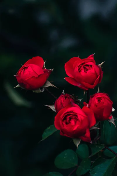 Sonbaharda açan romantik kırmızı güller, çiçek konsepti, fotokopi alanı olan doğa duvar kağıdı.