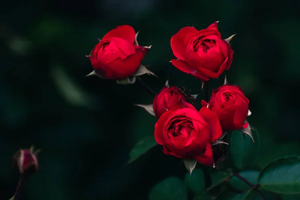 Sonbaharda açan romantik kırmızı güller, çiçek konsepti, fotokopi alanı olan doğa duvar kağıdı.