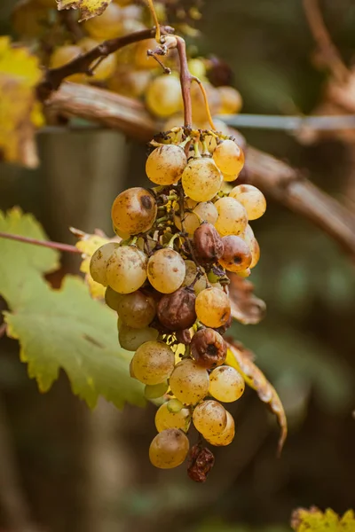 Ramo Uvas Blancas Cultivadas Orgánicamente Uvas Maduras Concepto Vino Fondo — Foto de Stock