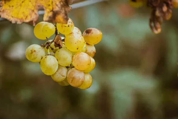 Куча Органически Выращенного Белого Винограда Спелый Виноград Концепция Вина Природа — стоковое фото