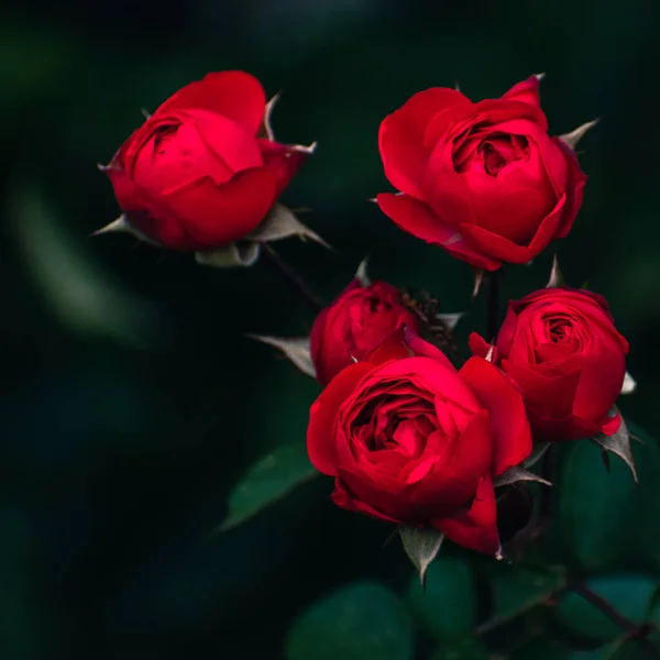 Romantische Rote Rosen Die Herbst Draußen Blühen Florales Konzept Naturtapete Stockbild