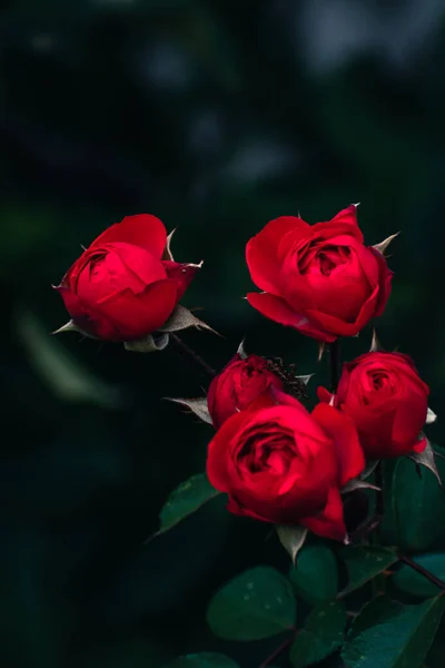 Romantische Rote Rosen Die Herbst Draußen Blühen Florales Konzept Naturtapete Stockfoto