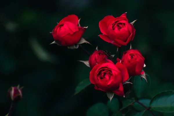 Romantické Červené Růže Kvetoucí Venku Podzim Květinový Koncept Příroda Tapety Royalty Free Stock Fotografie