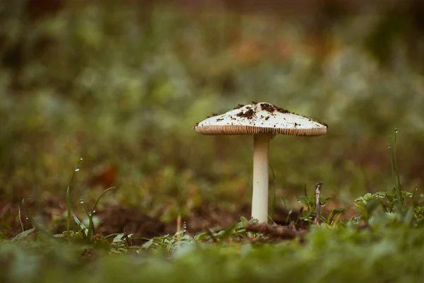 Κοντινό Πλάνο Του Μύκητα Που Καλύπτεται Χώμα Μανιτάρι Καλλιέργεια Φθινόπωρο — Φωτογραφία Αρχείου