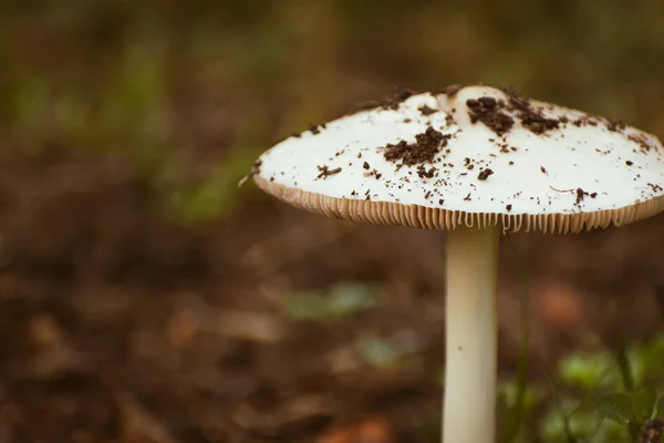 Nahaufnahme Des Pilzes Mit Erde Bedeckt Pilz Wächst Herbst Naturkonzept — Stockfoto