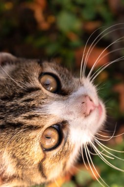 Neşeli sevimli evcil kedi yavrusu sonbaharda renkli yaprakları olan insanına bakıyor.