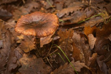 Macar ormanlarındaki mantarlara yakın, dökülen yapraklarla kaplı, sonbaharda çoğalan mantarlar.