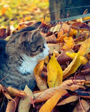 Sonbaharda renkli yapraklarla çalıların arasında sevimli sevimli bir kedi yavrusu.