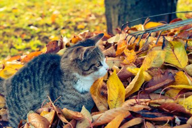 Sonbaharda renkli yapraklarla çalıların arasında sevimli sevimli bir kedi yavrusu.