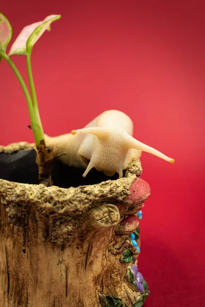 Large achatina snail pet with a potted plant, red background with copy space