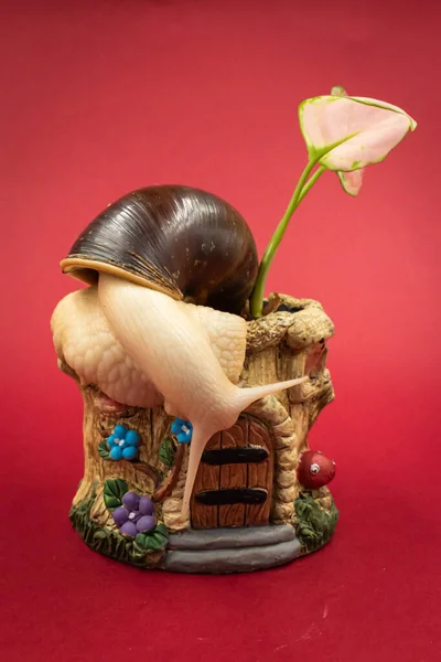 Large achatina snail pet with a potted plant, red background with copy space