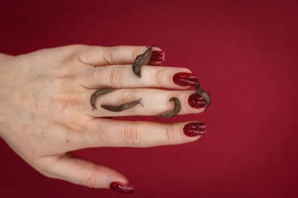 Baby snails kept as pets crawling on a woman's hand, red background with copy space