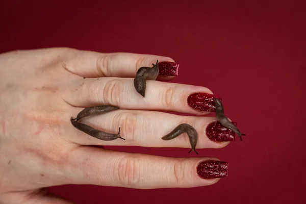 Baby snails kept as pets crawling on a woman\'s hand, red background with copy space