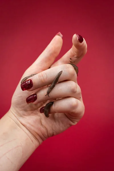Baby snails kept as pets crawling on a woman\'s hand, red background with copy space