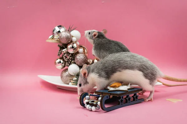Adorable pet rat against pink background, holiday themed wallpaper with copy space
