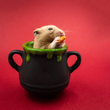 Cute pet hamster feeding in a pot against red background with copy space