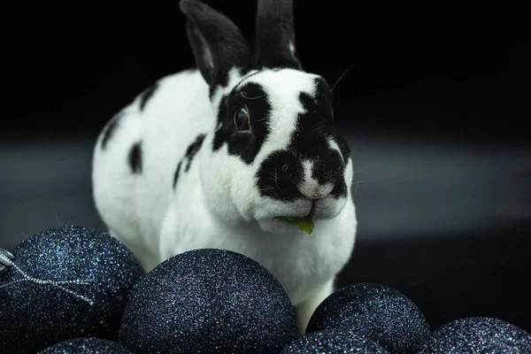 Adorable black and white pet rabbit against black background with copy space