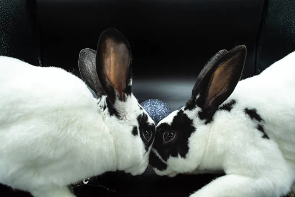 Adorable black and white pet rabbit pair against black background with copy space