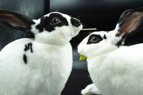 Adorable black and white pet rabbit pair against black background with copy space